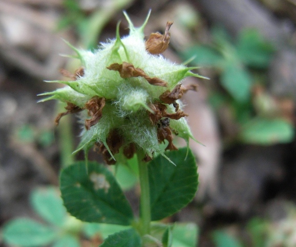 Trifolium resupinatum / Trifoglio risupinato